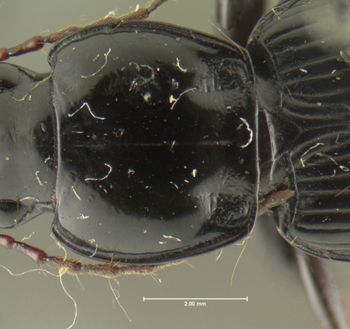 Media type: image;   Entomology 22984 Aspect: pronotum dorsal